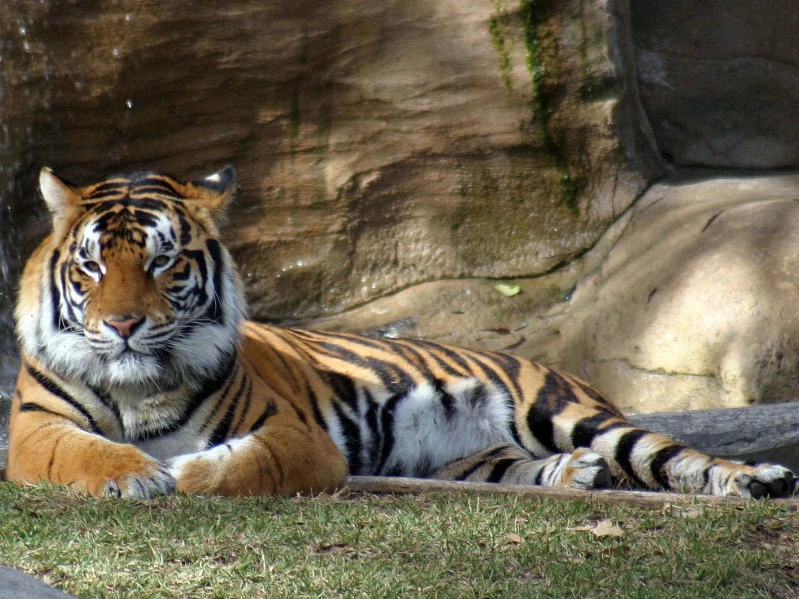 A tiger with orange and black stripes lies on green grass in front of a rocky, mossy background.