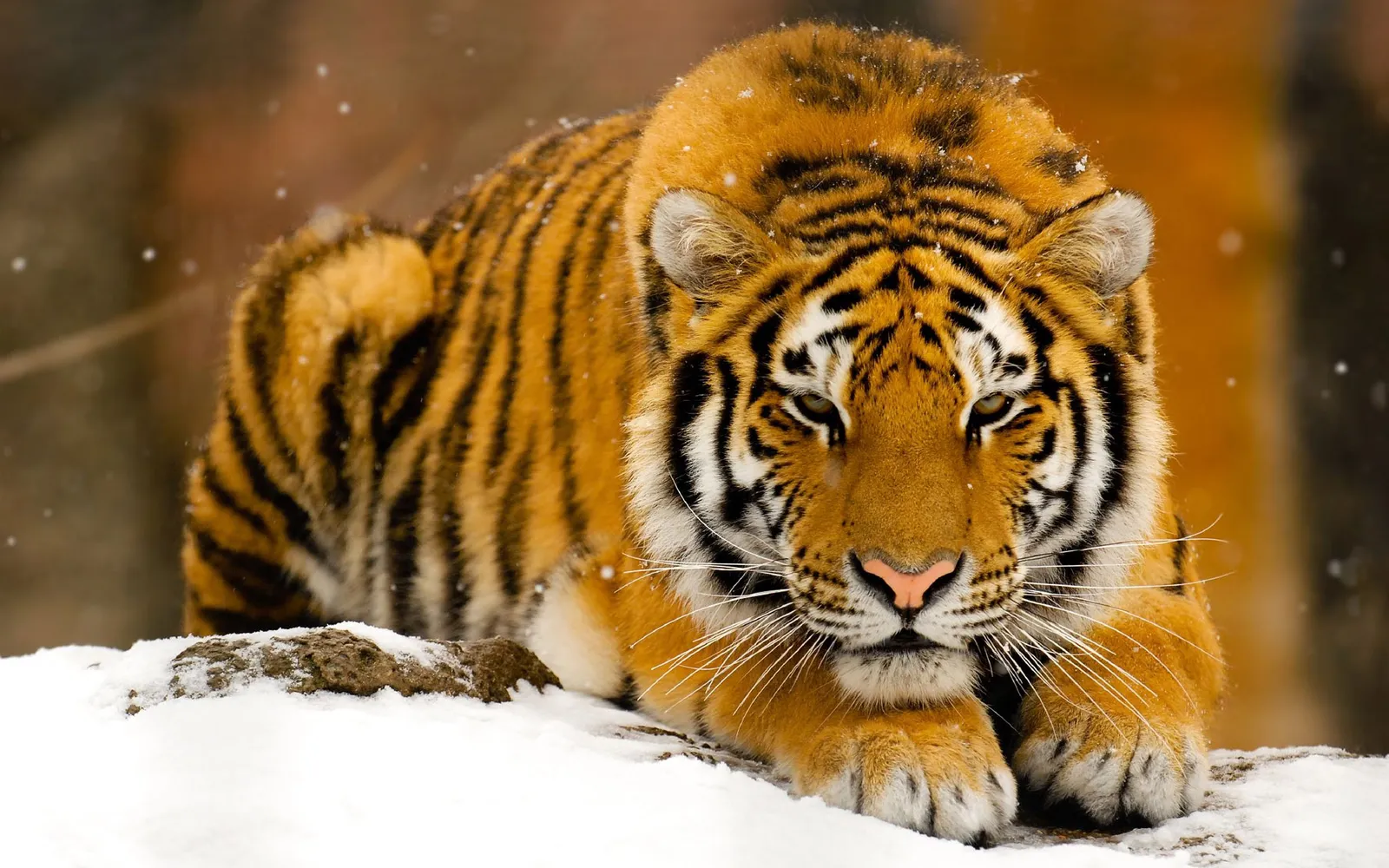 A tiger rests on a snow-covered rock.