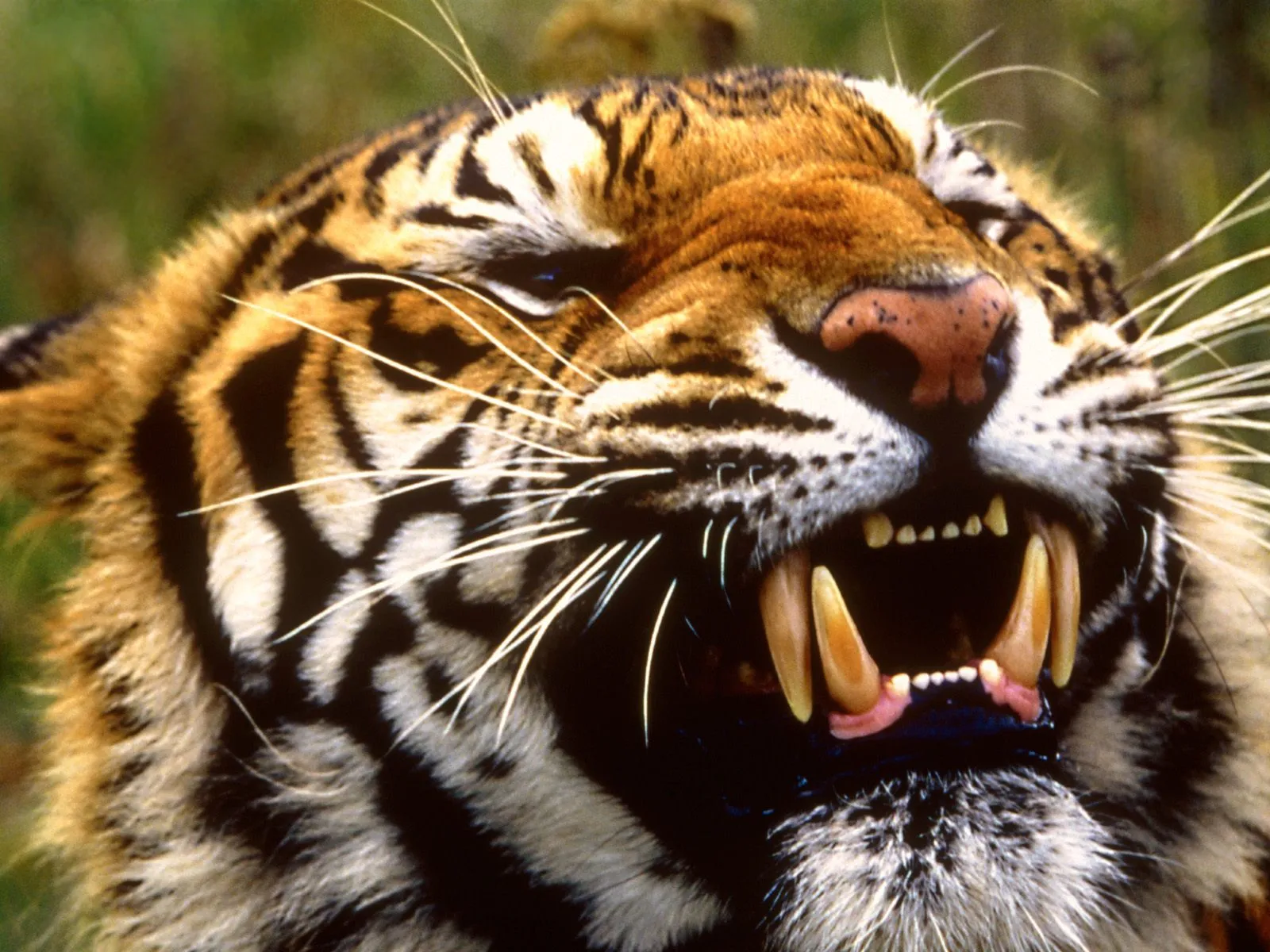 Close-up of a tiger's face as it roars, showing its sharp teeth and striped fur.