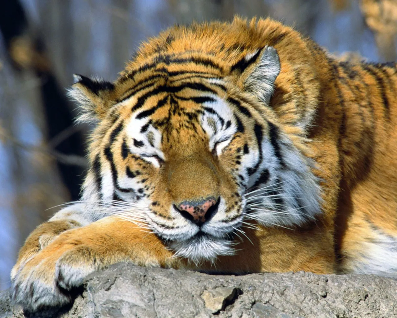 A tiger with its eyes closed is sleeping on a rock, its head resting on its paws.
