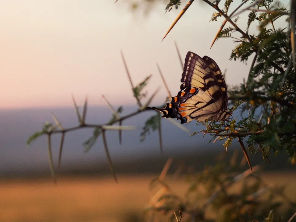 A yellow and black butterfly with orange markings rests on a thorny green branch against a soft pastel sky.