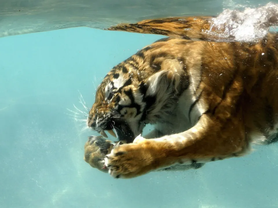 A tiger swims underwater, its head and front paws visible above the clear blue water.