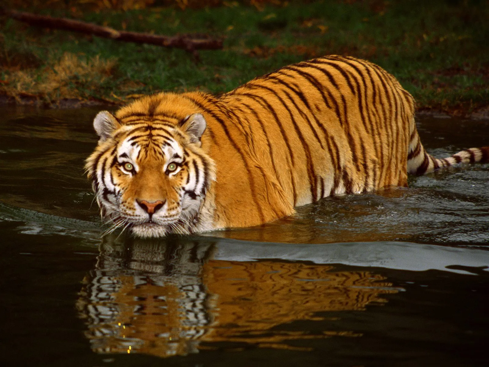 A tiger with striking orange and black stripes walks through dark water, looking directly at the camera.