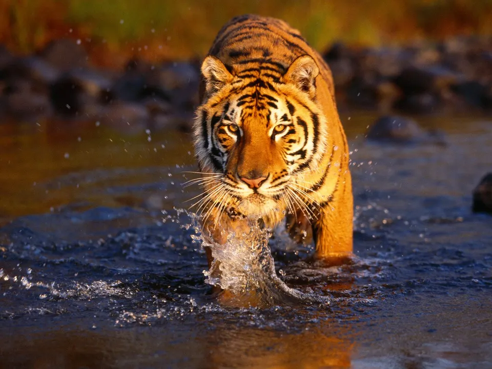 A majestic Bengal tiger walks forward through shallow water, creating splashes.