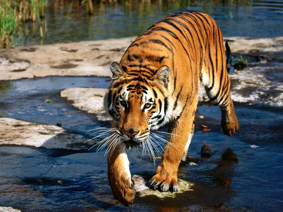 A Bengal tiger walks towards the camera through shallow water with rocks and vegetation in the background.