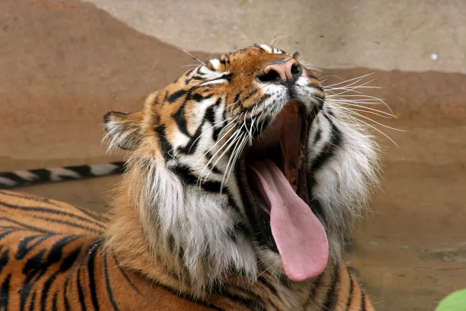 A close-up of a tiger yawning widely, showing its pink tongue and sharp teeth.