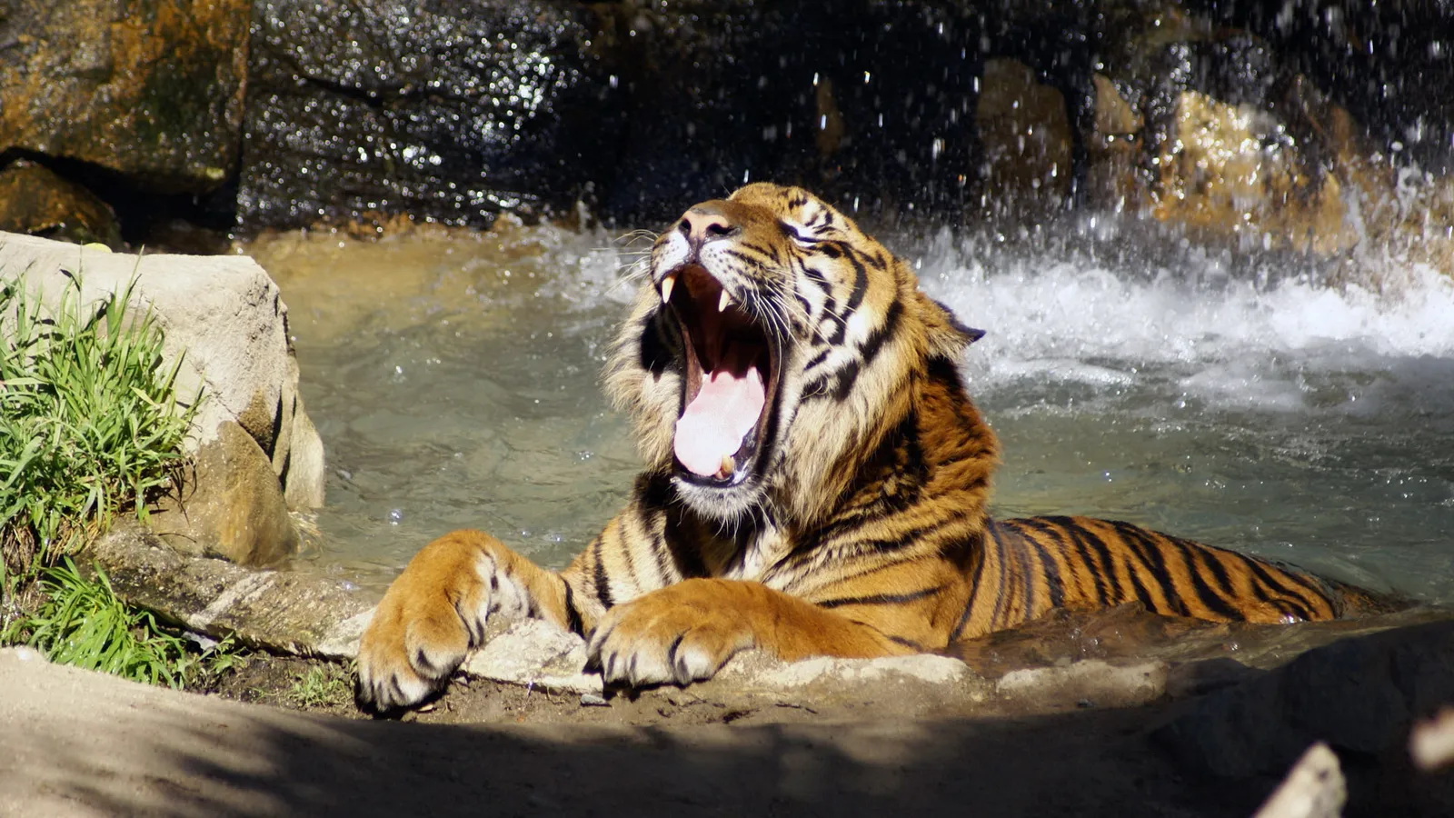 A tiger is in water with its mouth wide open, yawning. Water splashes behind it.