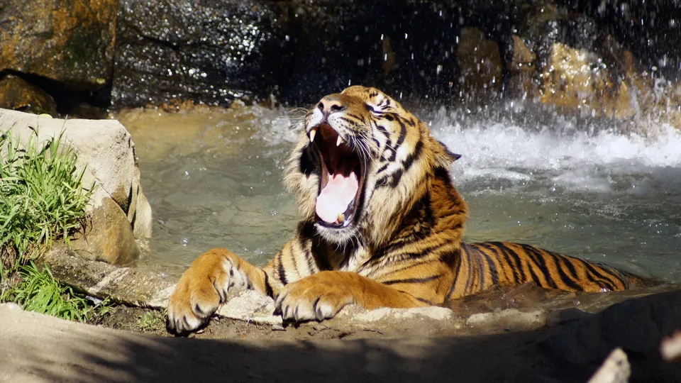 A tiger is in water with its mouth wide open, yawning. Water splashes behind it.