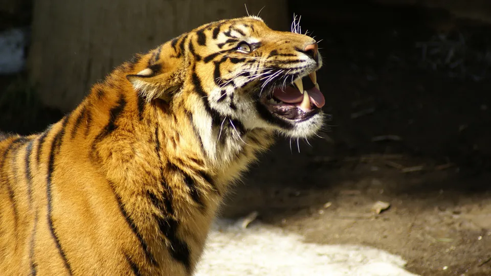 A close-up profile view of a Bengal tiger yawning, showing its teeth and tongue.