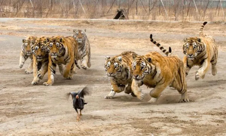 A group of tigers are running across a dry, dusty area, chasing a small black bird.
