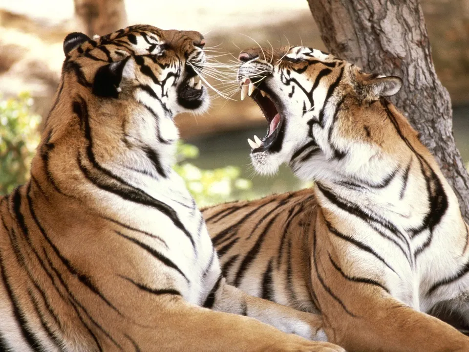 Two tigers are facing each other, one yawning or roaring with its mouth wide open, showing sharp teeth.
