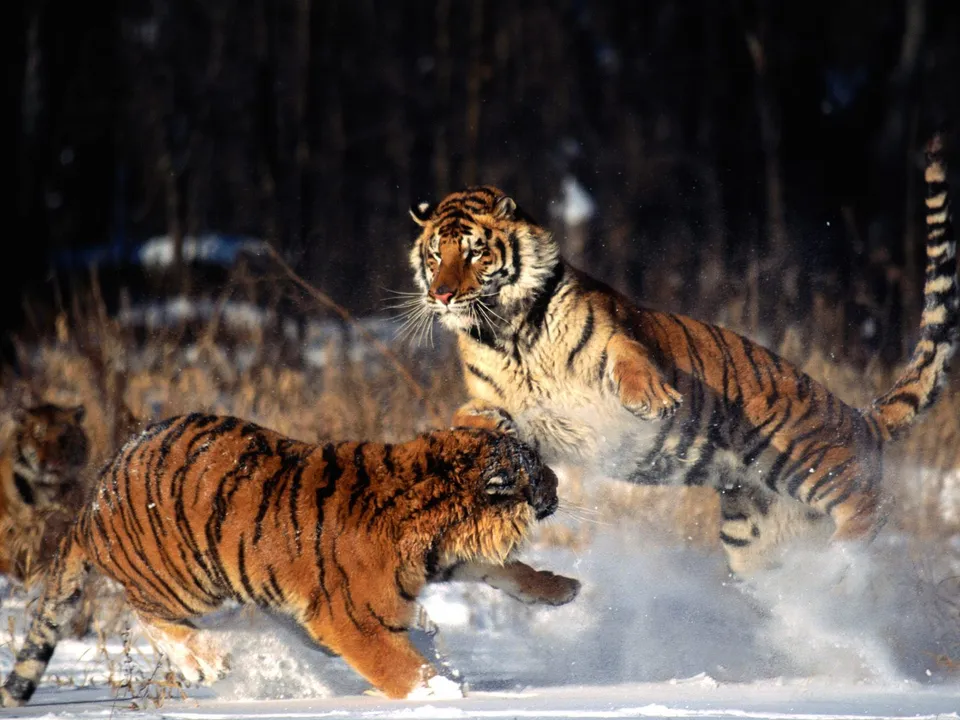 Two Siberian tigers are playfully wrestling and jumping in the snow, kicking up powder.