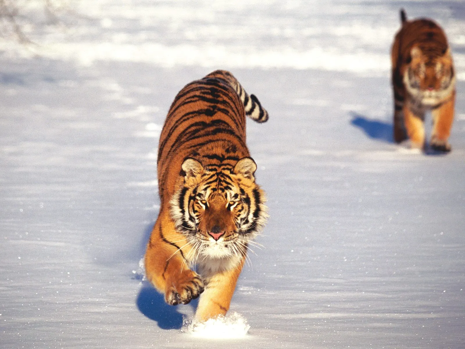 Two tigers walk across a snow-covered field, one in the foreground and one blurred in the background.