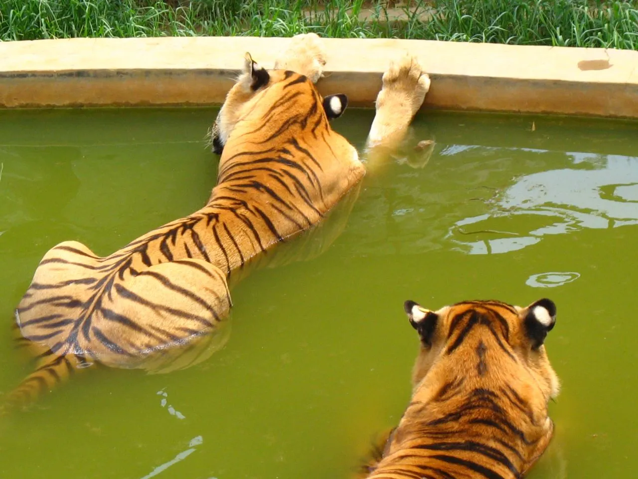 Two tigers are in a pool of green water, one is partially submerged and resting its paws on the edge.
