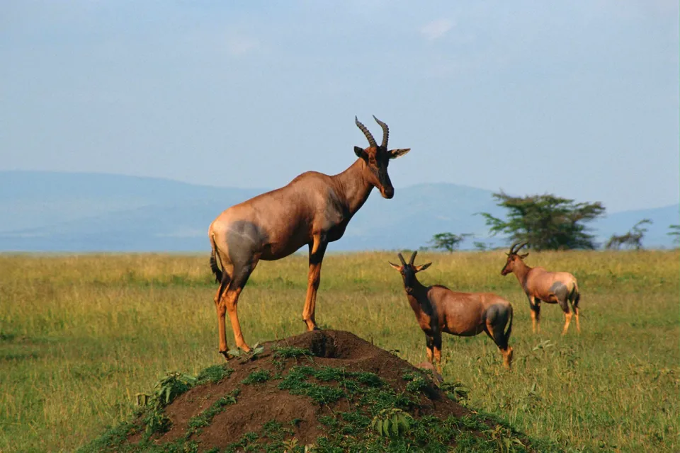 Three topi antelopes are in a grassy field, with one standing on a mound.