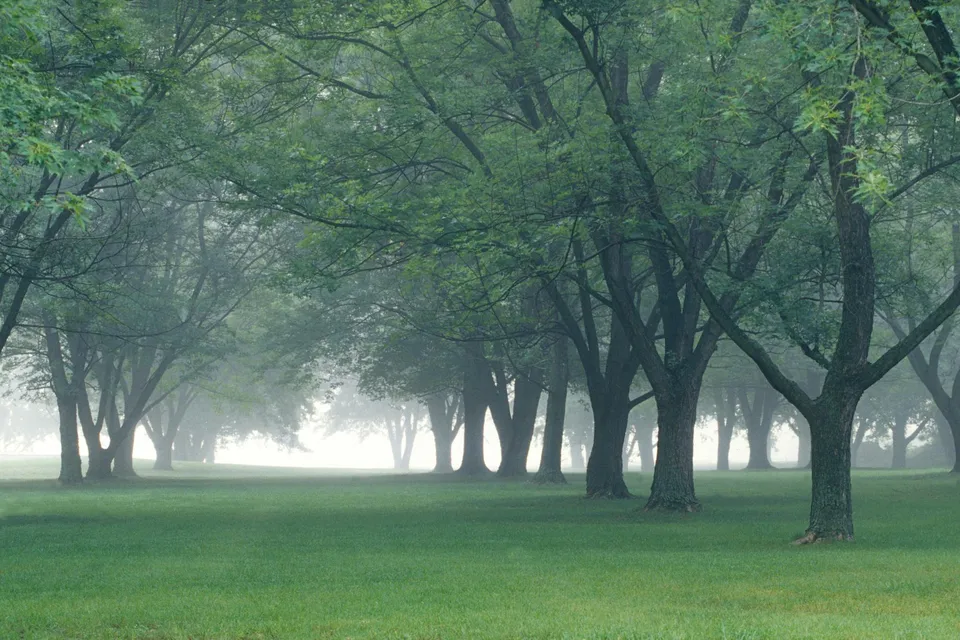 A tranquil forest scene shrouded in early morning mist with soft light filtering through the canopy.