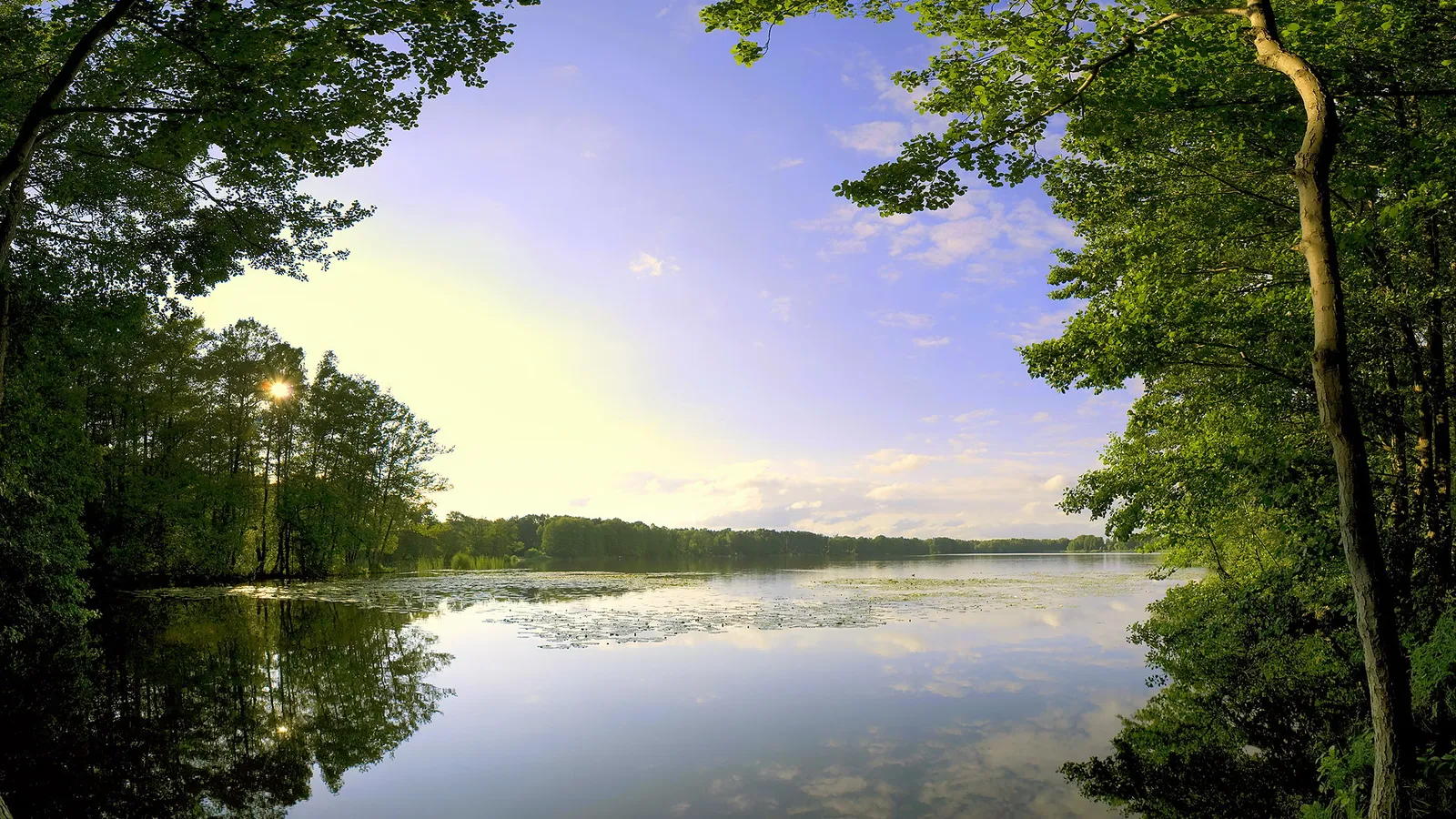 A calm lake reflects trees and a bright sky, with lily pads floating on the water.