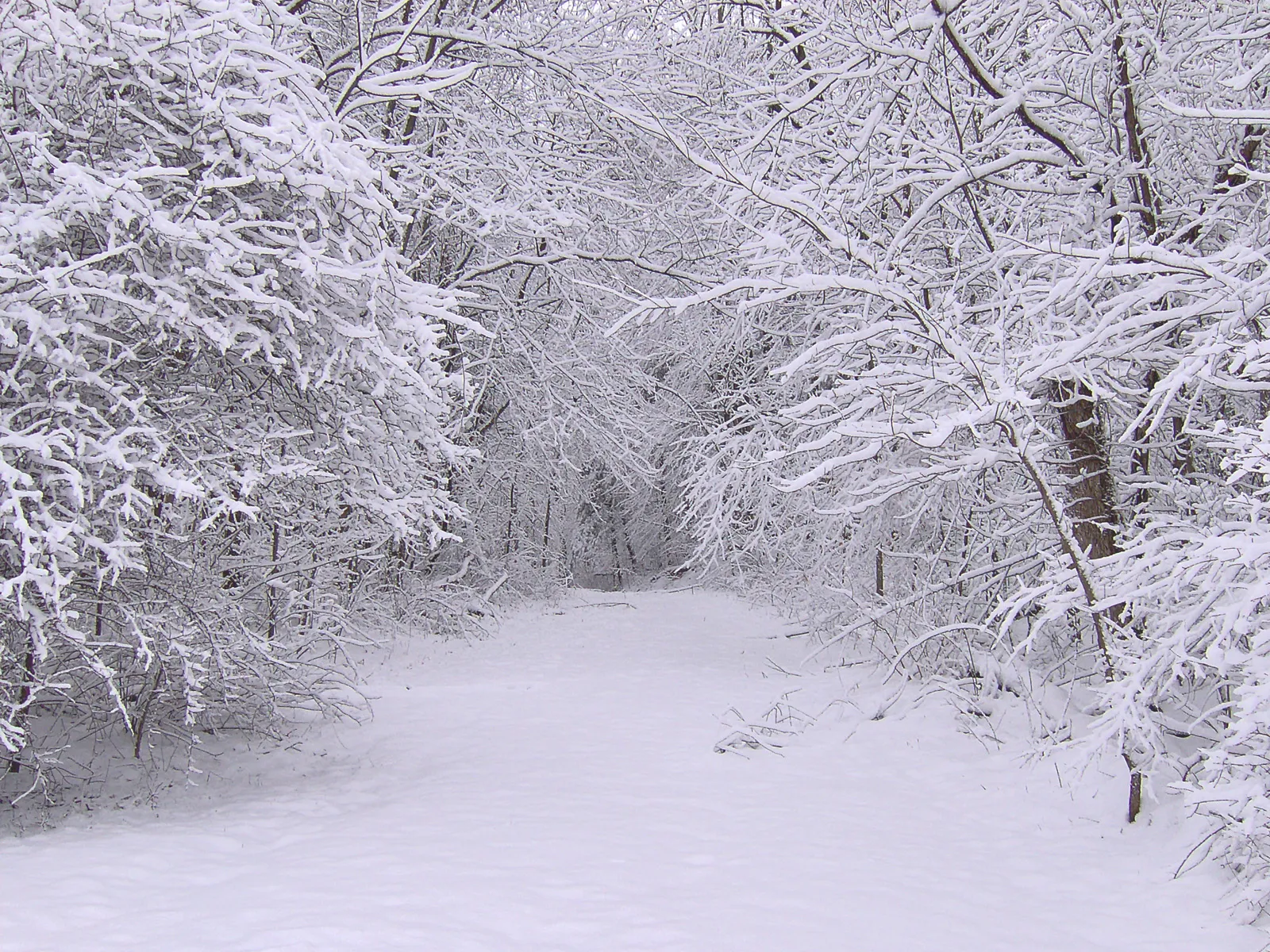 A tranquil forest path is covered in snow with trees on either side heavily laden with snow.