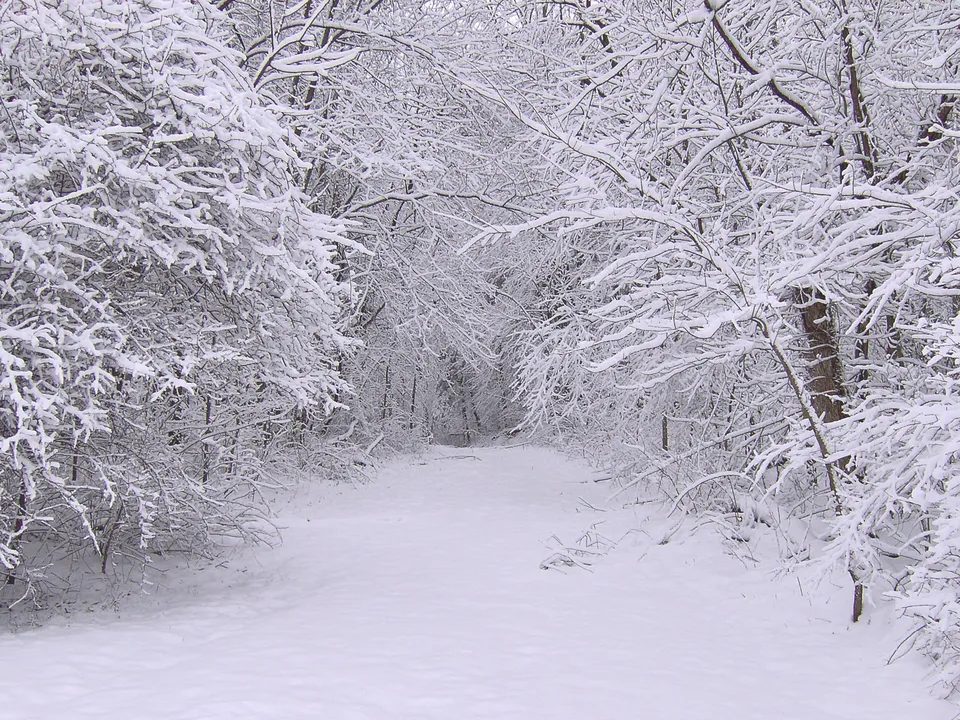 A tranquil forest path is covered in snow with trees on either side heavily laden with snow.