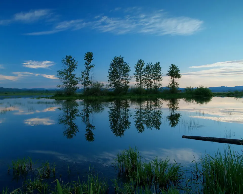 A calm body of water reflects a line of trees and a blue sky with wispy clouds.