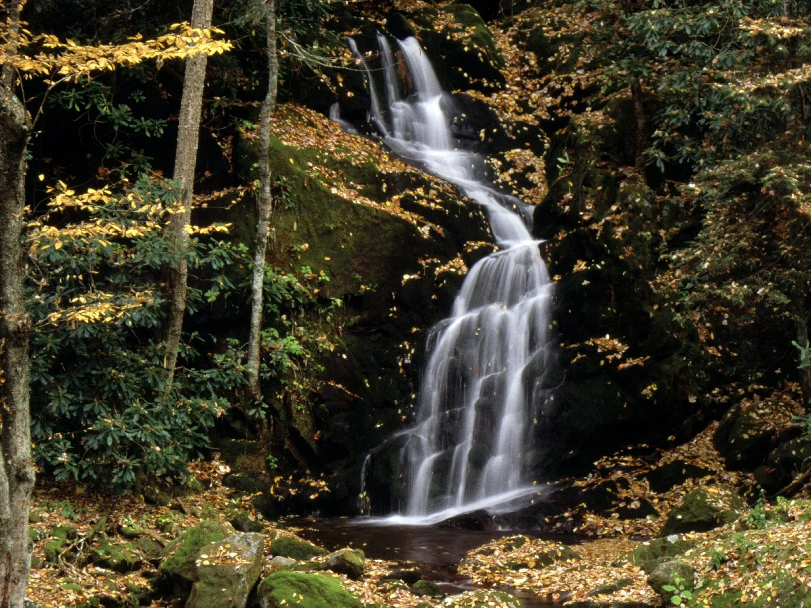 A serene waterfall flows over mossy rocks with fallen leaves scattered on the ground.