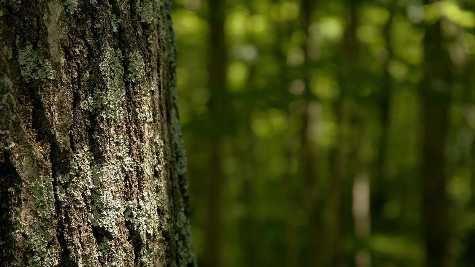 A close-up view of rough tree bark covered in lichen, with a blurred green forest in the background.