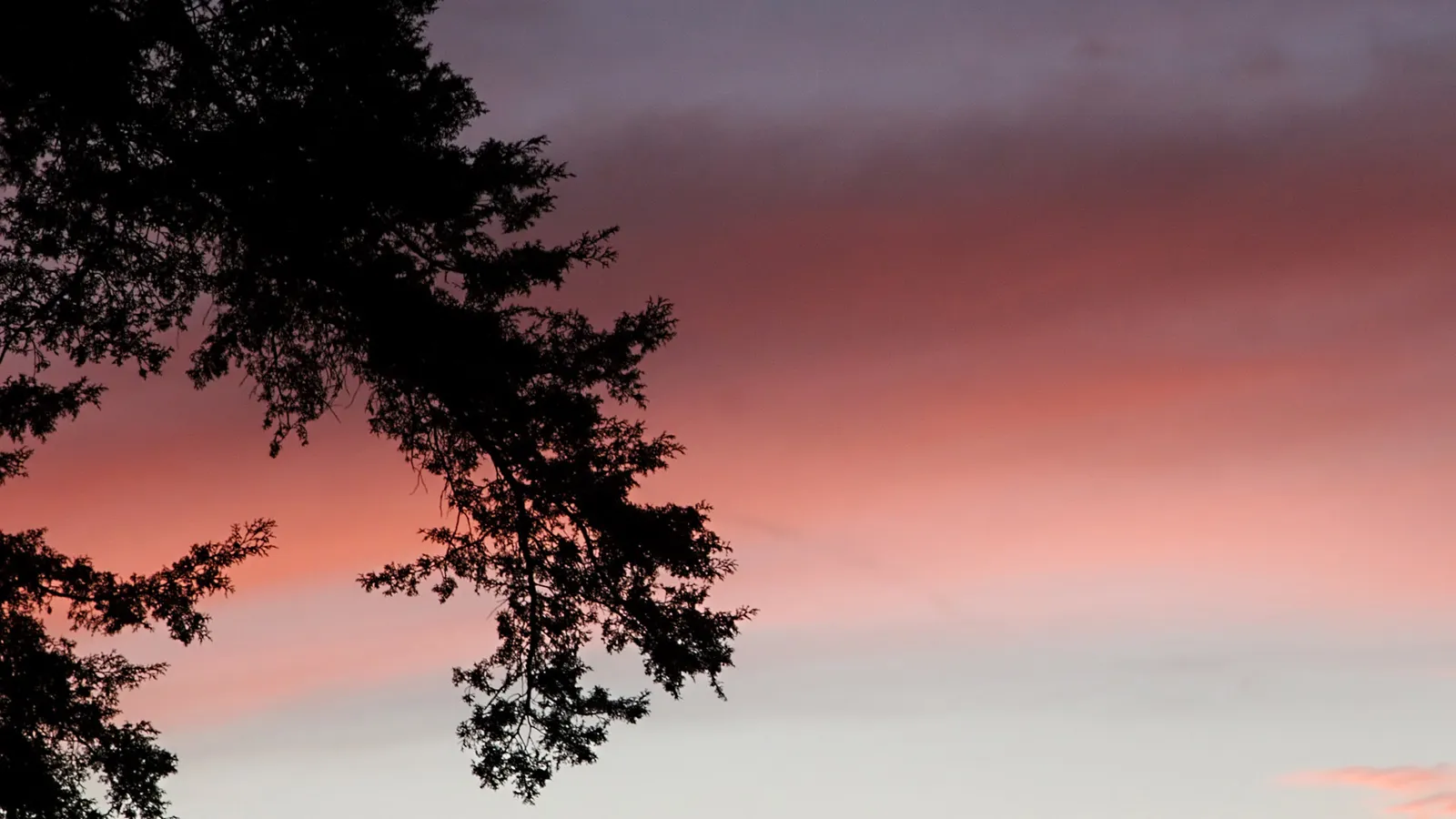 Silhouette of tree branches against a gradient purple, pink, and orange sunset sky.