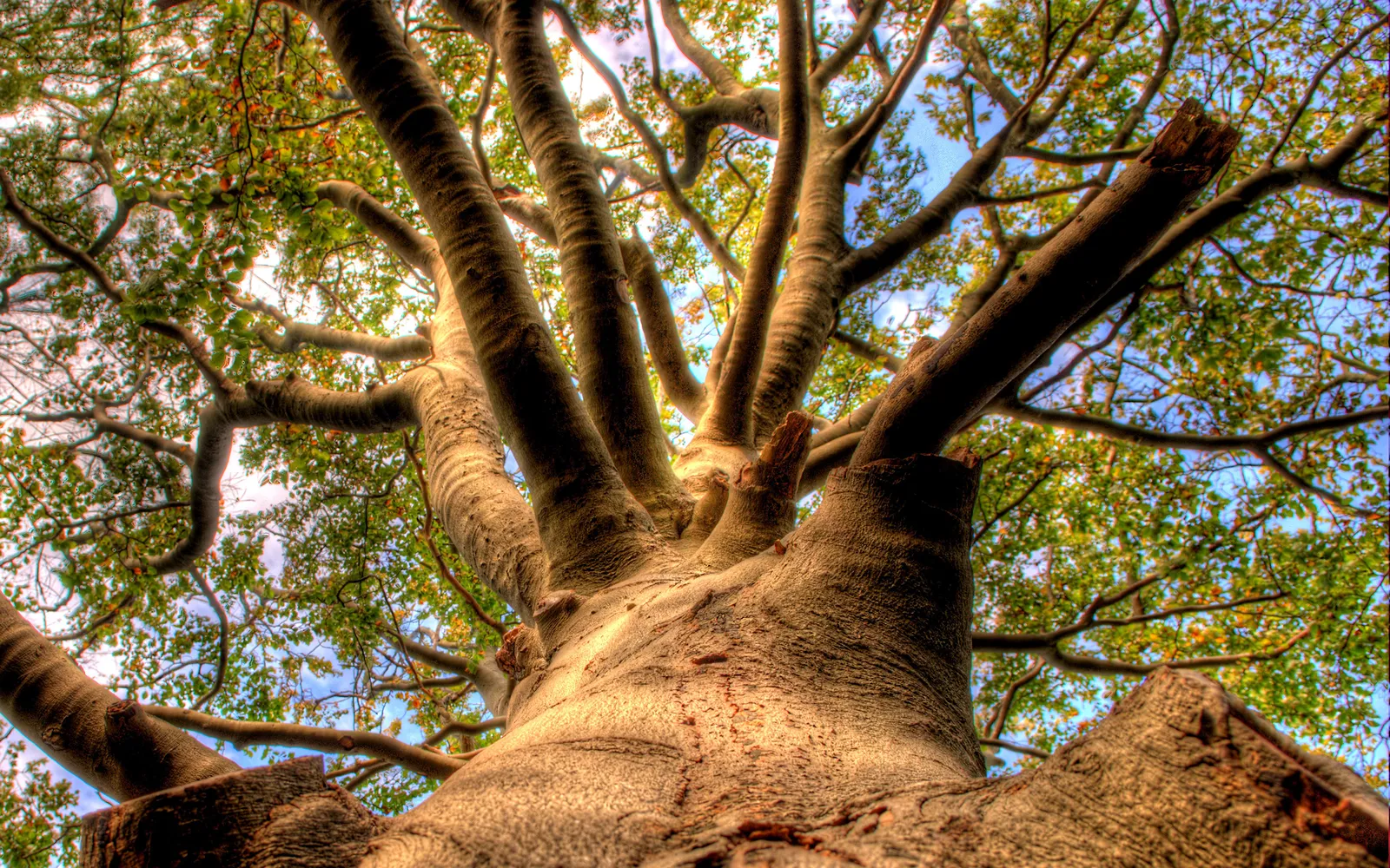 A low-angle view looking up into the complex branches and green leaves of a large tree against a blue sky.