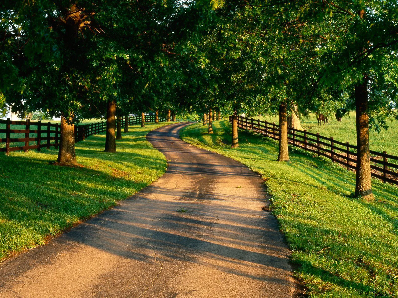 A paved driveway curves through a grassy field lined with trees and a wooden fence, with horses grazing in the distance.