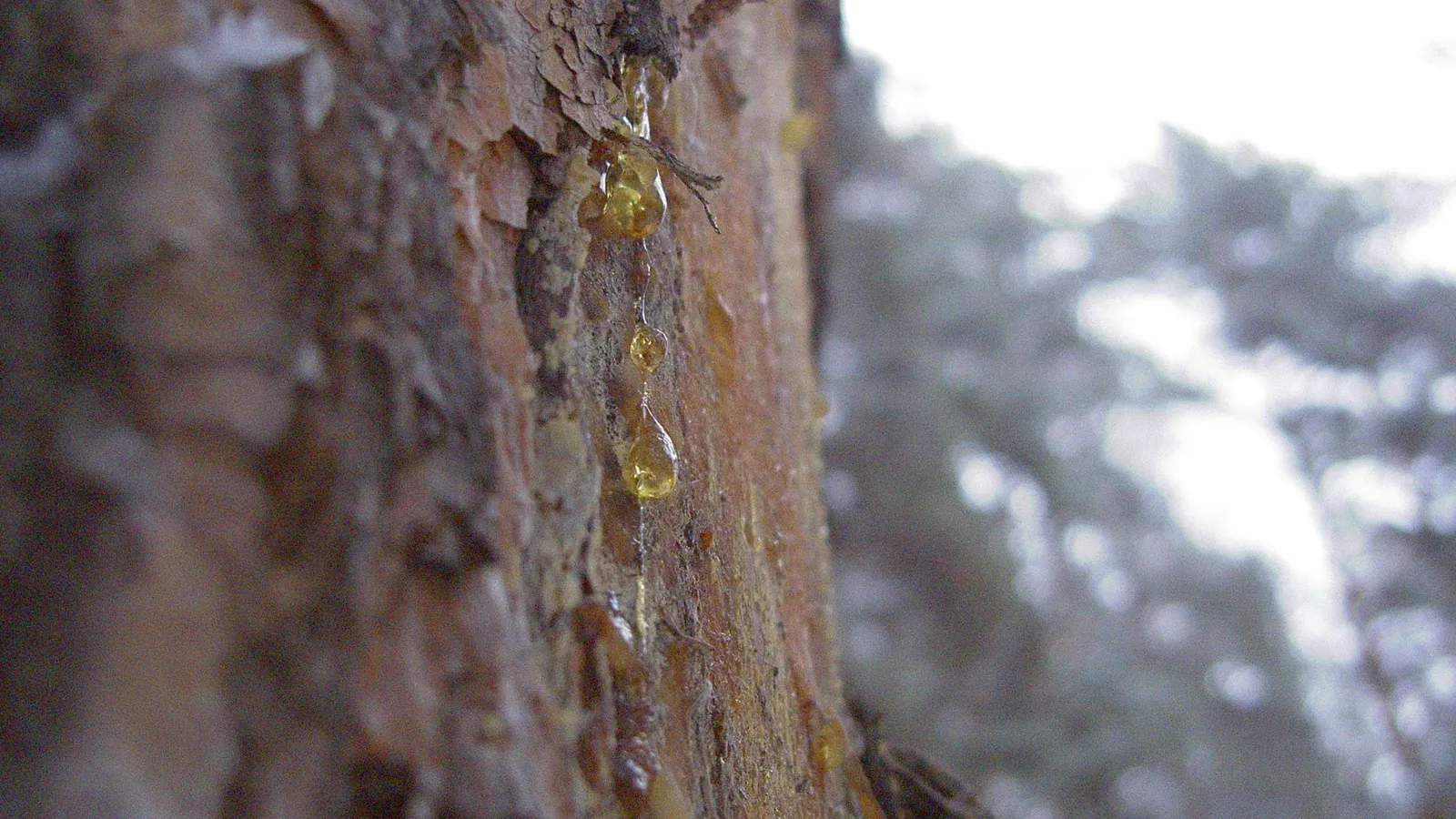 Close-up of golden tree resin dripping down the textured bark of a tree.