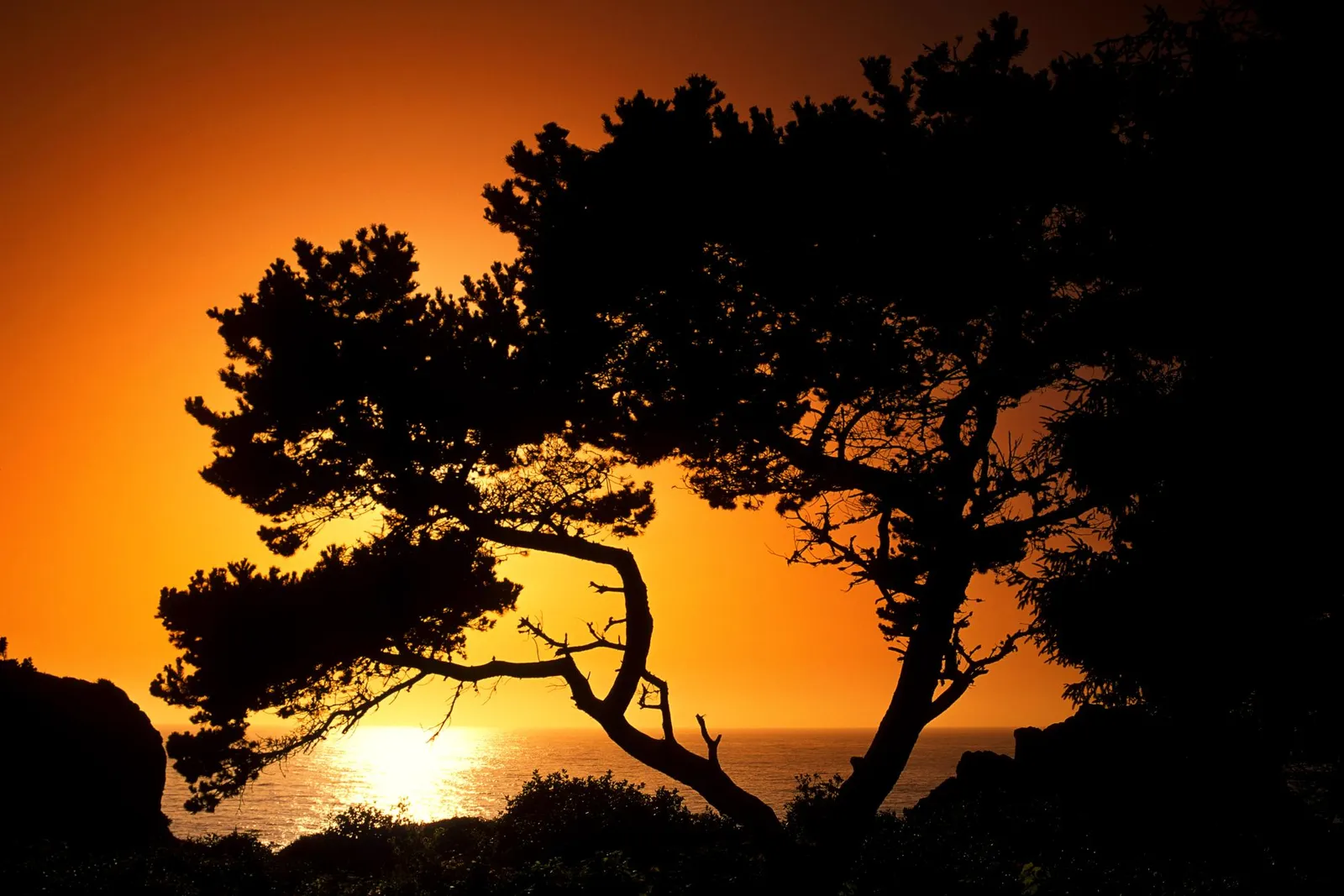 A silhouetted pine tree stands against a vibrant orange sunset over the ocean.