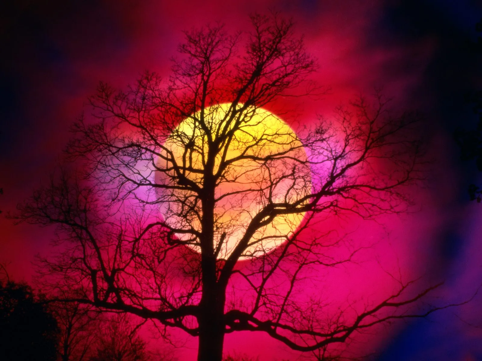 A silhouetted bare tree stands against a dramatic sky with a large yellow orb and vibrant pink and purple clouds.