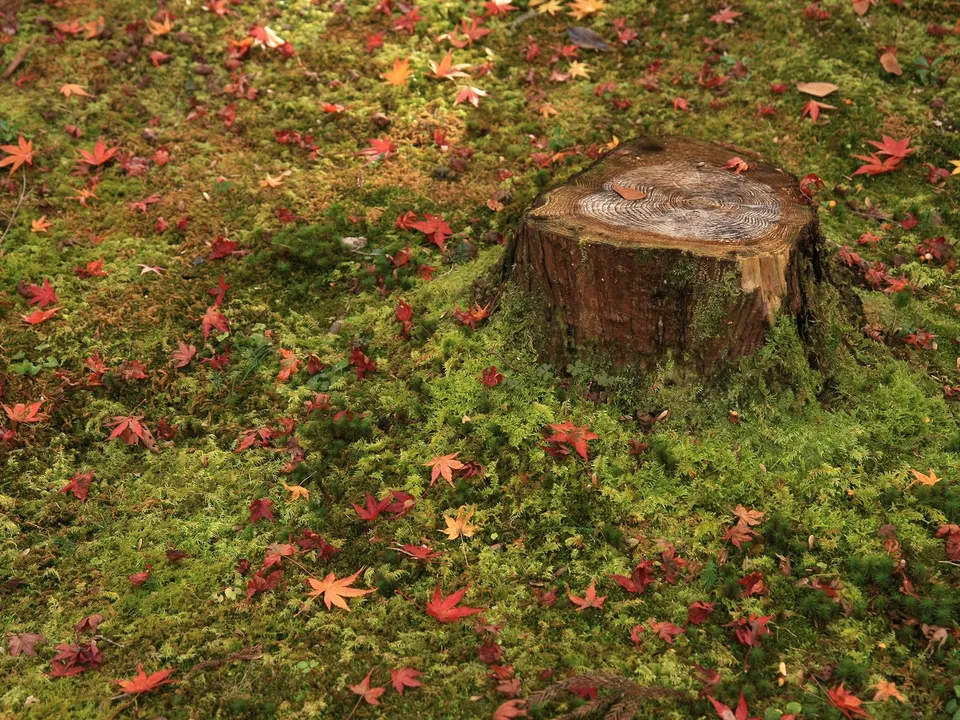 A moss-covered tree stump surrounded by fallen red and orange maple leaves on the forest floor.