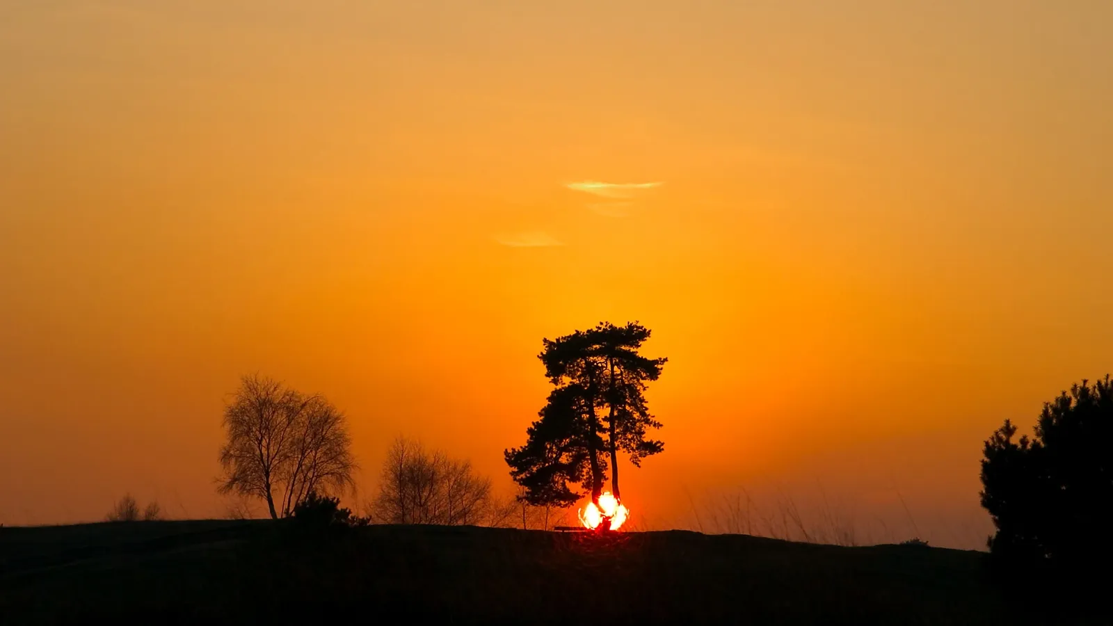 A lone pine tree is silhouetted against a vibrant orange sky as the sun sets behind it.
