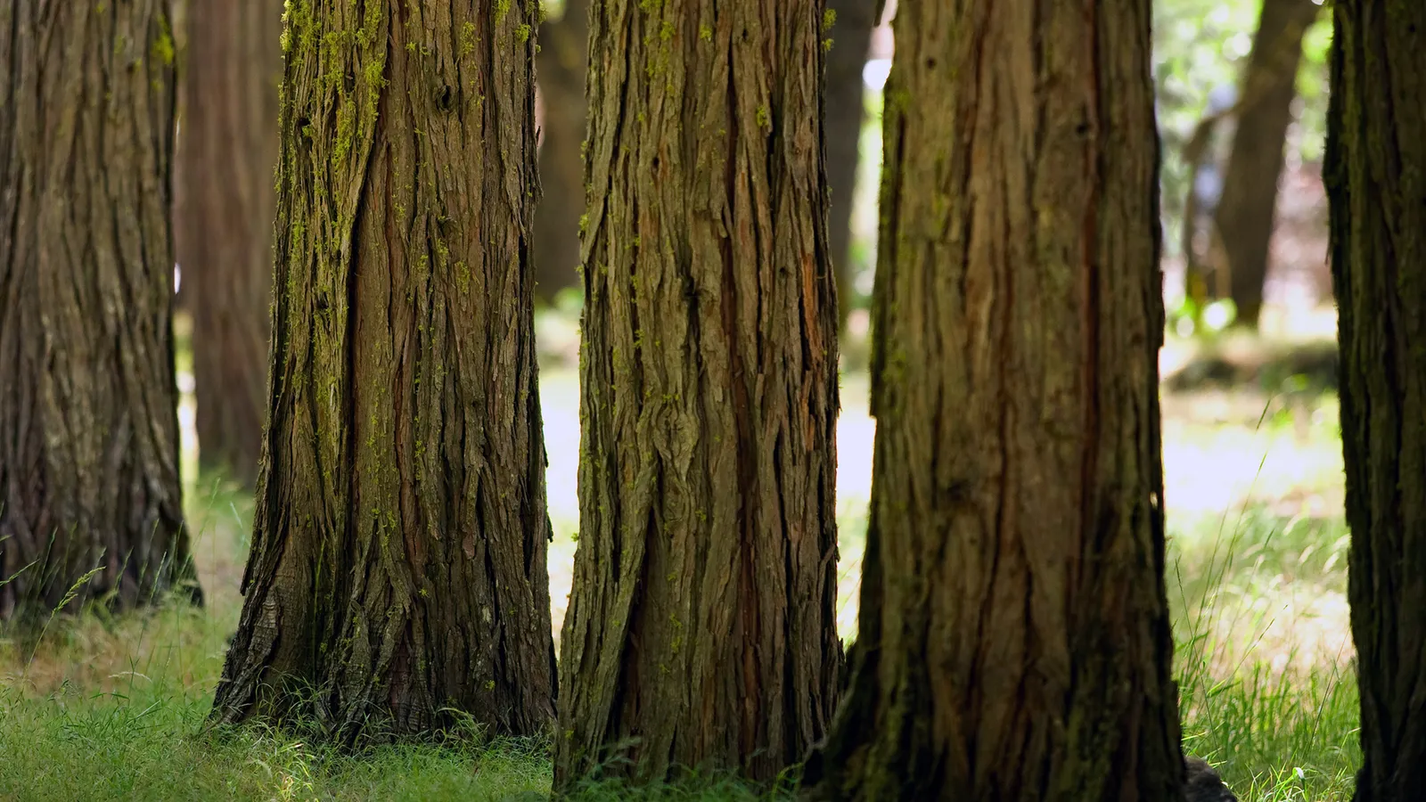 Close-up view of the textured bark of several large tree trunks in a forest, with dappled sunlight filtering through the leaves.