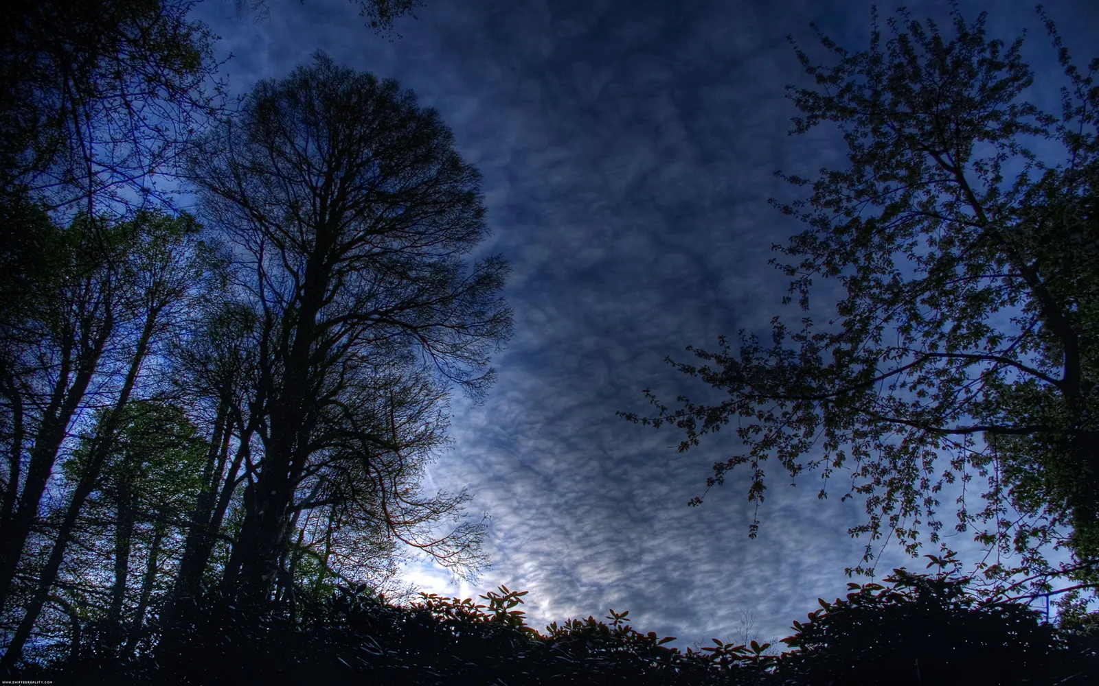 Silhouetted trees against a dark blue sky with wispy white clouds.