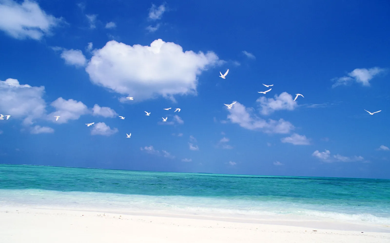A flock of white birds flies across a bright blue sky with fluffy clouds above a white sand beach and turquoise ocean.