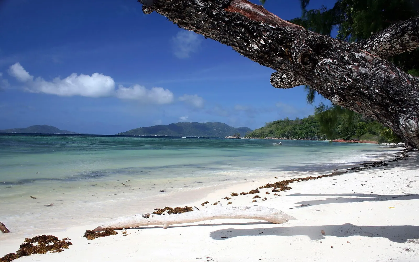 A tropical beach with white sand, turquoise water, green hills in the background, and a large tree branch in the foreground.