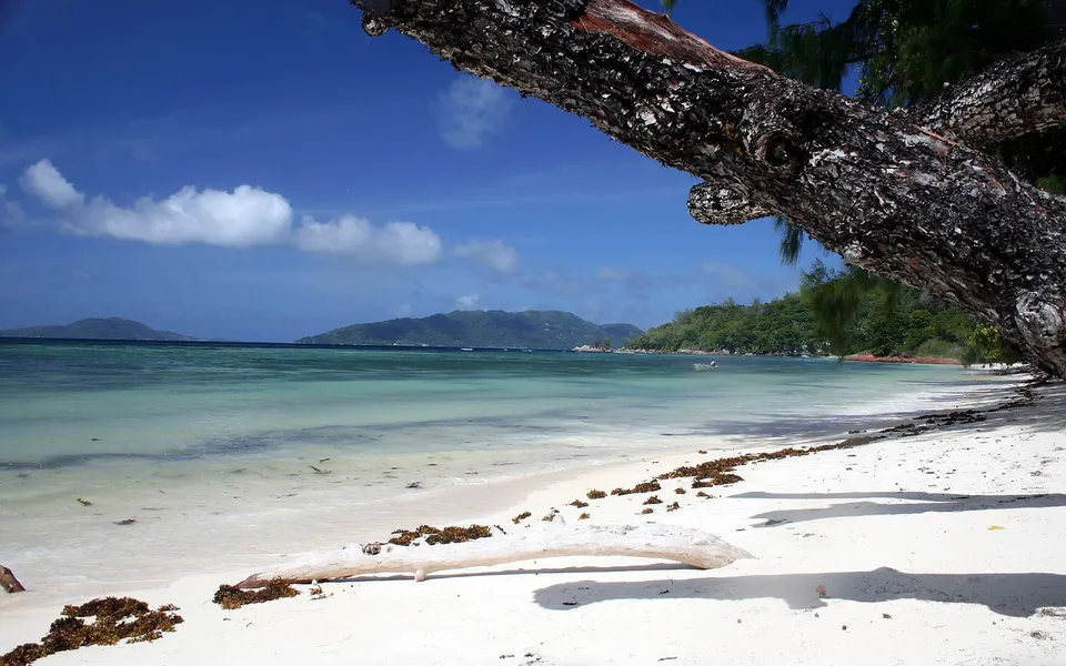 A tropical beach with white sand, turquoise water, green hills in the background, and a large tree branch in the foreground.