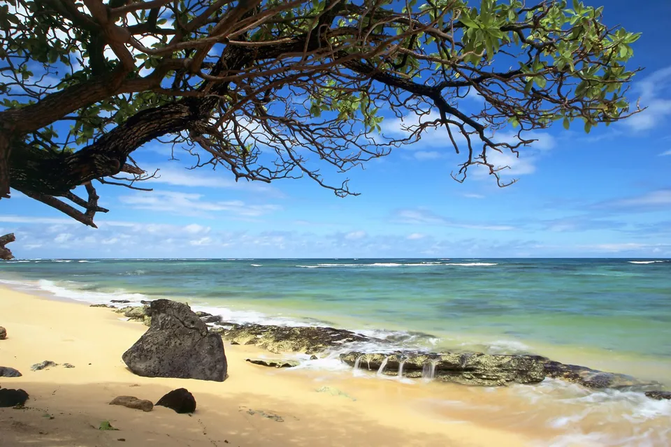 A tropical beach with golden sand, turquoise water, and a large tree branch in the foreground.