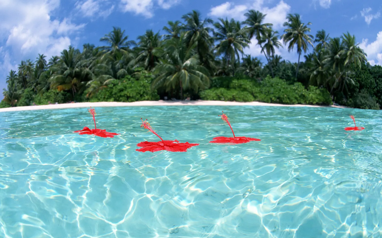 Red hibiscus flowers float on the surface of clear turquoise water with a tropical island in the background.