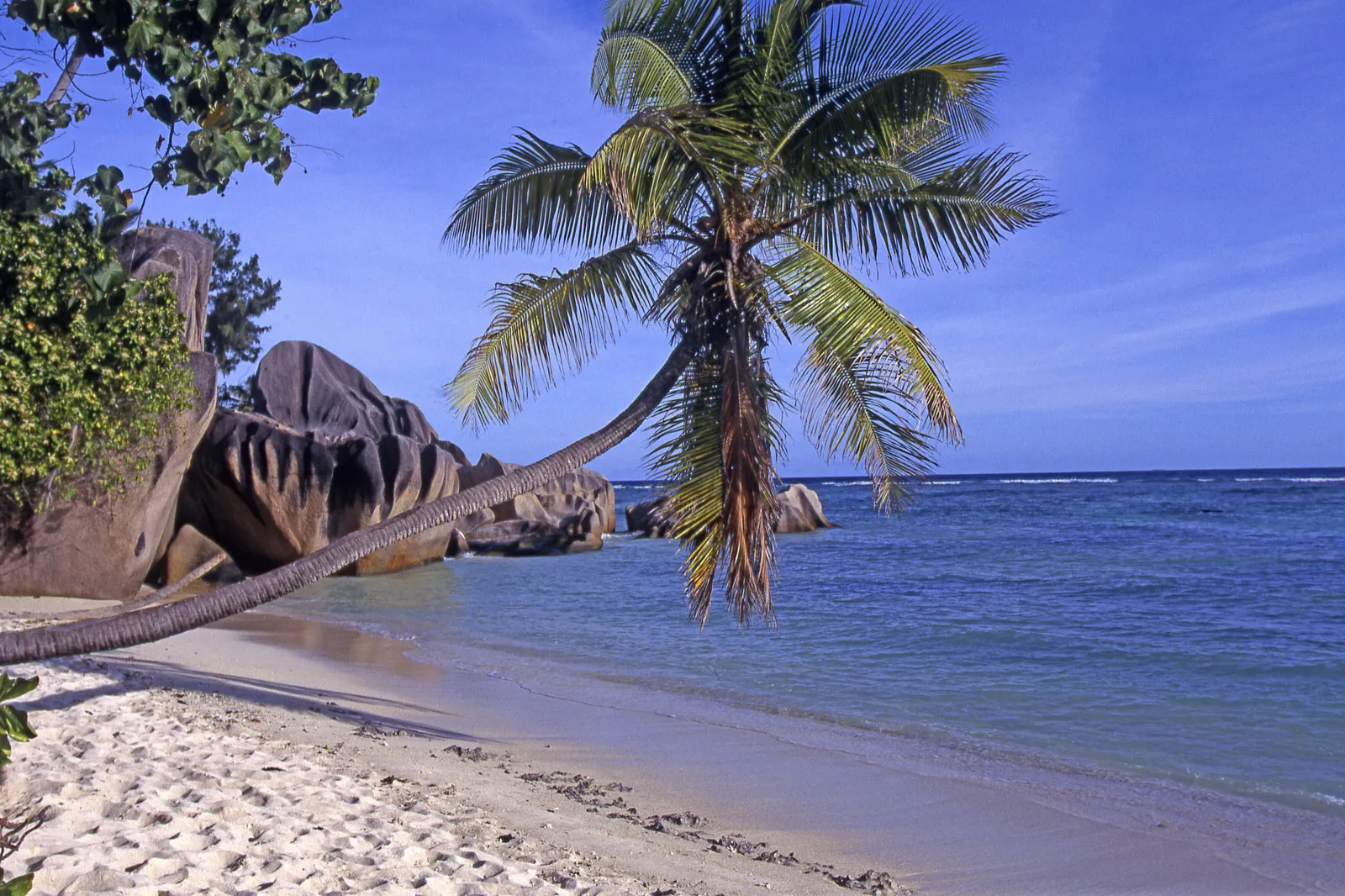 A leaning palm tree extends over a sandy beach towards the blue ocean, with large granite boulders in the background.
