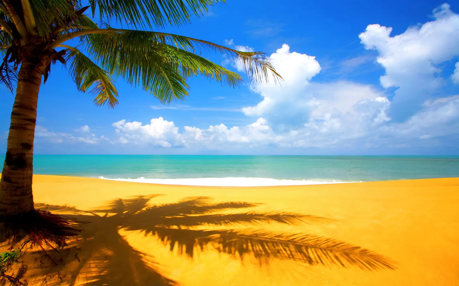 A palm tree casts a shadow on a golden sand beach next to turquoise ocean water under a bright blue sky with white clouds.