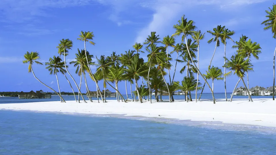 A white sand beach lined with palm trees, with blue ocean water and overwater bungalows in the distance under a clear blue sky.
