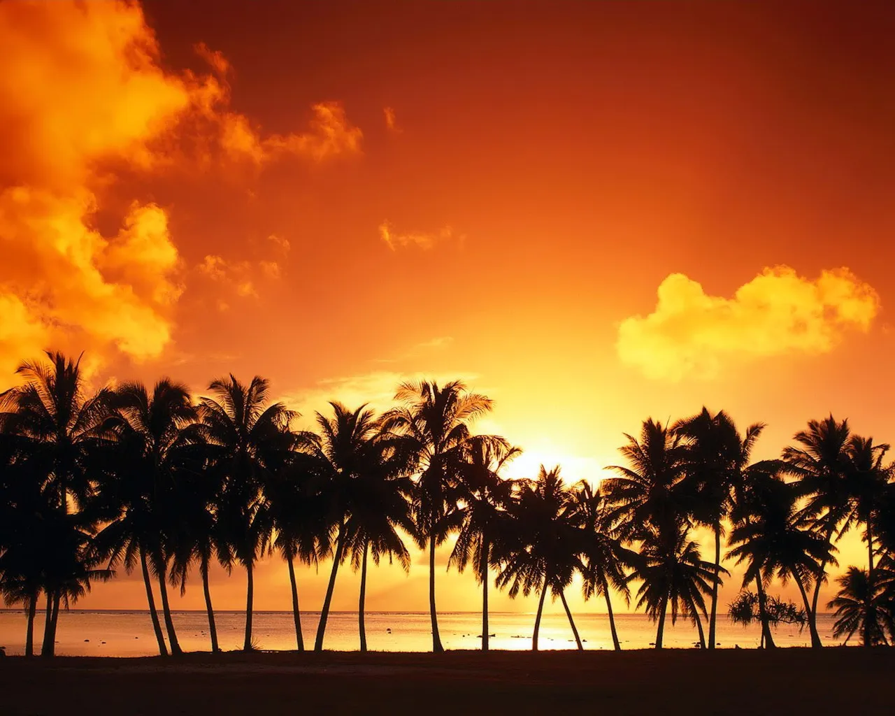 Silhouetted palm trees line a tropical beach against a fiery orange sunset sky.