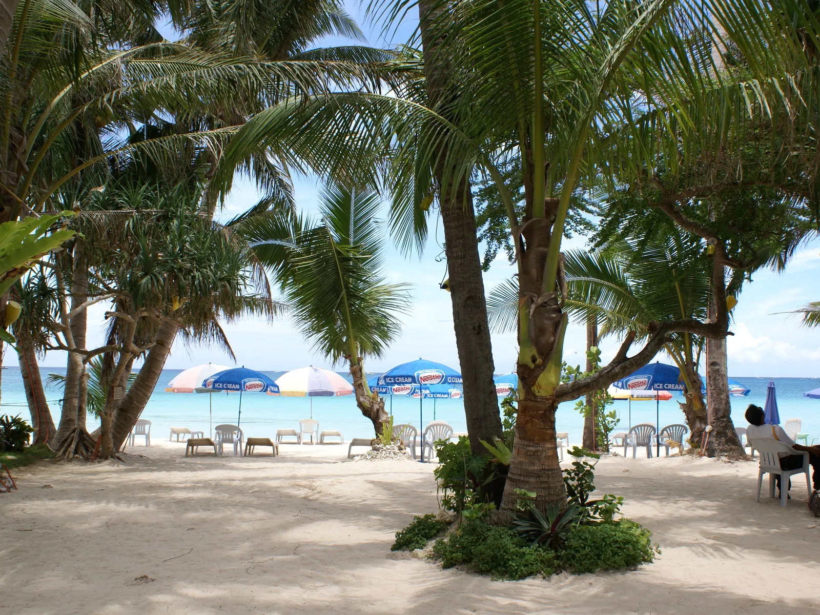 Palm trees overhang a sandy beach with lounge chairs and umbrellas facing the turquoise ocean.