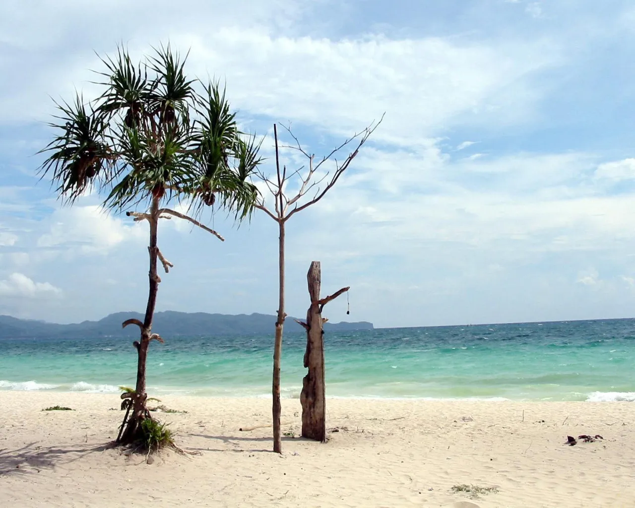 Two trees stand on a white sand beach with turquoise ocean and blue sky in the background.
