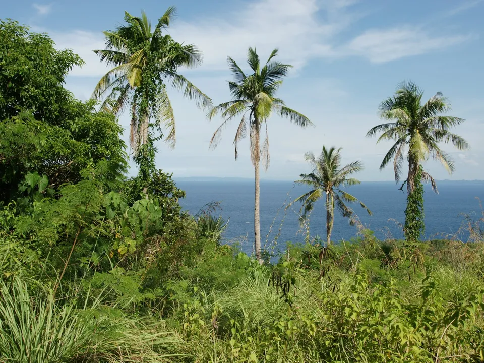 Several palm trees stand on a lush green hillside overlooking a vast blue ocean under a partly cloudy sky.