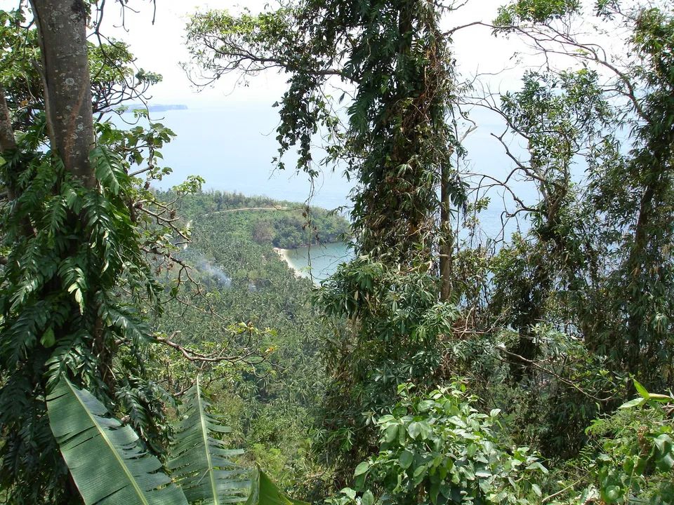 View of a lush tropical coastline with palm trees and the ocean in the distance.