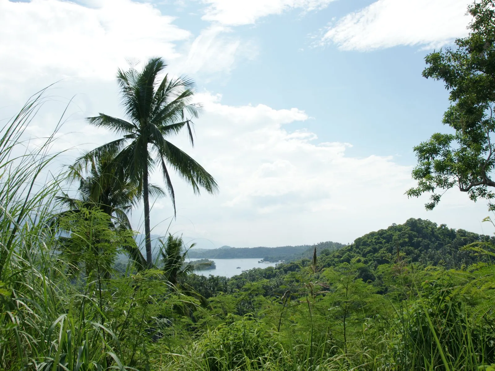A view of a tropical coastline with palm trees in the foreground and a body of water in the distance.